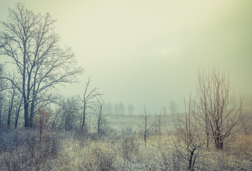 Obraz na płótnie Canvas rare trees on the hills are shrouded in colored mystical fog