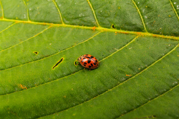 ladybug on Horse-chestnut (Aesculus hippocastanum, Conker tree). flowers and leaf on  white background
