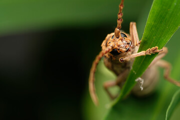 longhorn insect macro close up photography  © John Triumfante