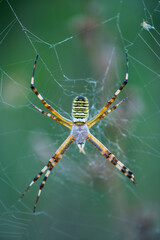 WASP SPIDER - ARAÑA TIGRE (Argiope bruennichi), Néouvielle Nature Reserve, Vallée d'Aure, L'Occitanie, Hautes-Pyrénées, France, Europe