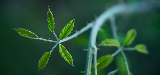 Peña Montañesa, Sobrarbe, Huesca, Aragon, Spain, Europe