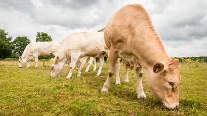 Brown cow on green grass under a clouded sky grazing