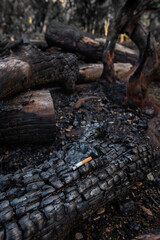 Fototapeta na wymiar Lighted cigarette on the surface of black burned trees, the cause of a burned forest. Human negligence can cause dangerous forest fires, ecological catastrophes, environmental disasters.