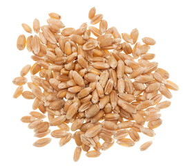 Wheat grain