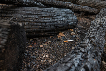 Used cigarette butt lies on the ground of a burned forest, with black tree trunks. Human mistake with cigarettes can cause dangerous forest fire, ecological catastrophe, Environmental disaster.