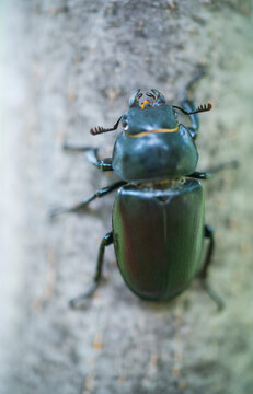 CIERVO VOLANTE - STAG BEETLE (Lucanus cervus) female, Lucanidae, Coleoptera, Insecta, Pe&ntilde;a Monta&ntilde;esa, Sobrarbe, Huesca, Aragon, Spain, Europe