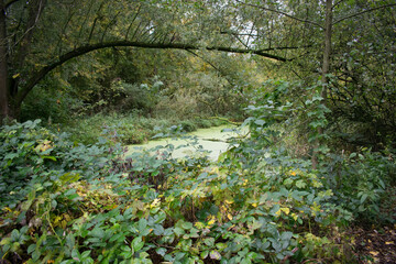 Spring pond in the dutch Biesbosch
