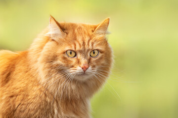 Fototapeta na wymiar portrait red fur cat in green summer grass with sun glare in background