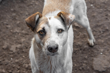 closeup portrait sad homeless abandoned colored dog outdoor