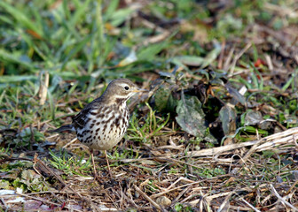 Siberian Buff-bellied Pipit, Anthus rubescens japonicus