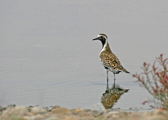Pacific Golden Plover, Pluvialis fulva