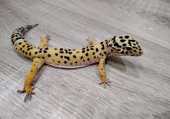 leopard gecko 
