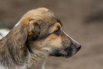 closeup portrait sad homeless abandoned brown dog outdoor