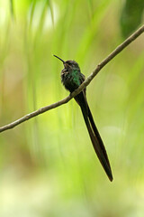 Scissor-tailed Hummingbird, Hylonympha macrocerca
