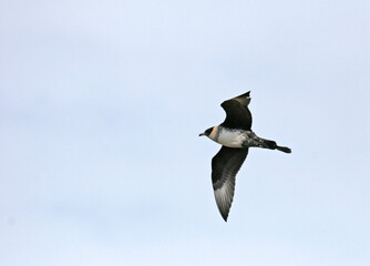 Pomarine Skua, Stercorarius pomarinus