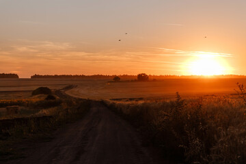Wheat field and dirt road in the sunset. Golden hour.