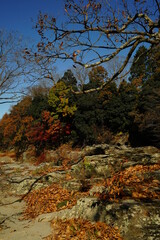 Nagatoro Cobblestone, ishidatami, and red autumn leaves are at Chichibu, saitama, Japan. Arakawa river.