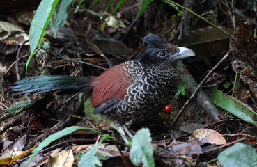 Banded Ground Cuckoo, Neomorphus radiolosus