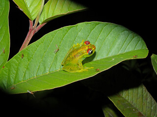 Boophis rappiodes