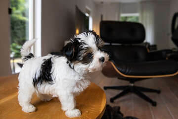 Biewer Yorkshire Terrier Dog puppy in black and white standing on a table seen from the side