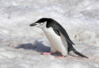 Chinstrap Penguin, Pygoscelis antarcticus