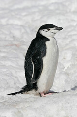 Fototapeta premium Chinstrap Penguin, Pygoscelis antarcticus