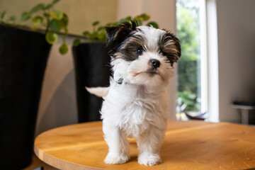 Biewer Yorkshire Terrier Dog puppy in black and white standing on a table seen from the front