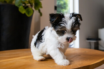 Biewer Yorkshire Terrier Dog puppy in black and white going to lie down on a table with his tongue out