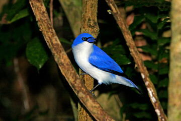 Comoro Blue Vanga, Cyanolanius comorensis
