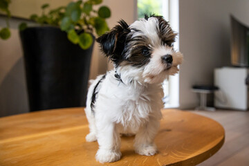 Biewer Yorkshire Terrier Dog puppy in black and white standing on a table with his head up