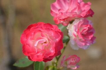 横須賀ヴェルニー公園のバラ