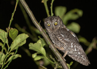 Cyprus Scops Owl, Otus cyprius