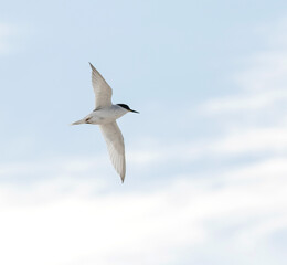 Damara Tern, Sternula balaenarum
