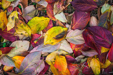 autumn leaves background