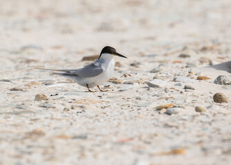 Damara Tern, Sternula balaenarum