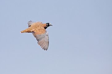 Flock Bronzewing, Phaps histrionica