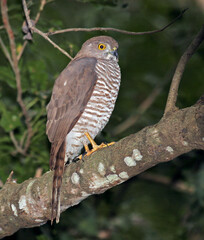 Frances's sparrowhawk, Accipiter francesiae