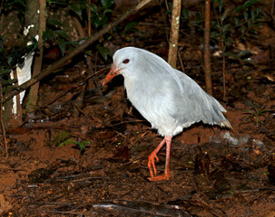 Naklejka premium Kagu, Rhynochetos jubatus