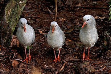 Kagu, Rhynochetos jubatus