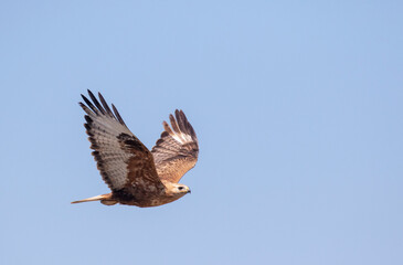 Long-legged Buzzard, Buteo rufinus
