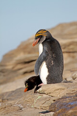 Naklejka premium Macaroni Penguin, Eudyptes chrysolophus