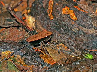 Mantidactylus albofrenatus