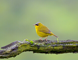 Masked Yellowthroat, Geothlypis aequinoctialis