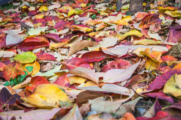 fallen autumn leaves