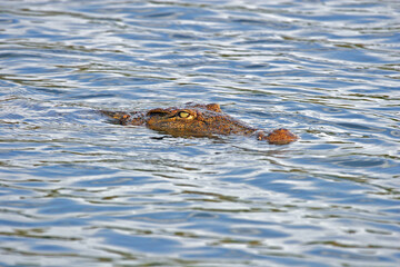 Nile Crocodile, Crocodylus niloticus