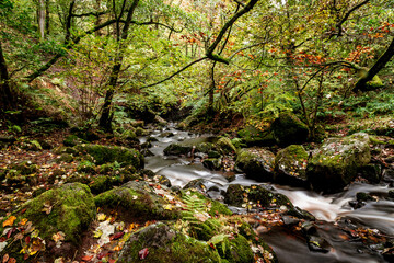 stream in the forest long exposure