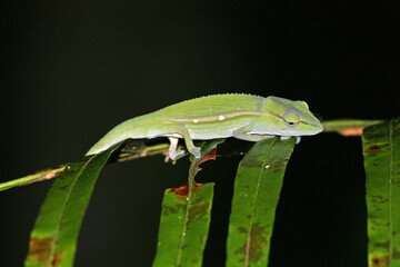 Parson's chameleon, Calumma parsonii
