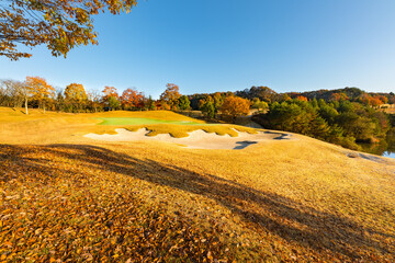Fototapeta premium 日本 早朝で朝霜の紅葉のゴルフ場