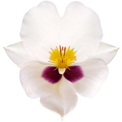 White  orchid flower on a white isolated background with clipping path.  For design.  Closeup.  Nature.