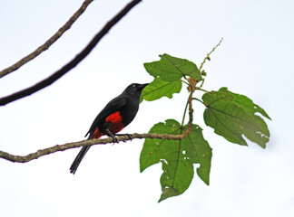 Red-bellied grackle, Hypopyrrhus pyrohypogaster
